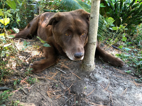 Liturgy for the Loss of a Beloved Animal Companion