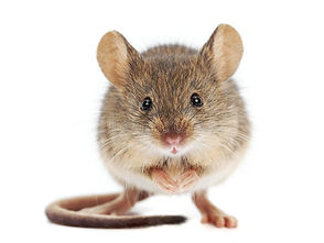 Professional Mouse Extermination, Effective Rodent Control, Mouse Removal Services