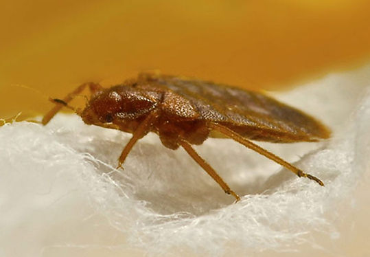 bed bug