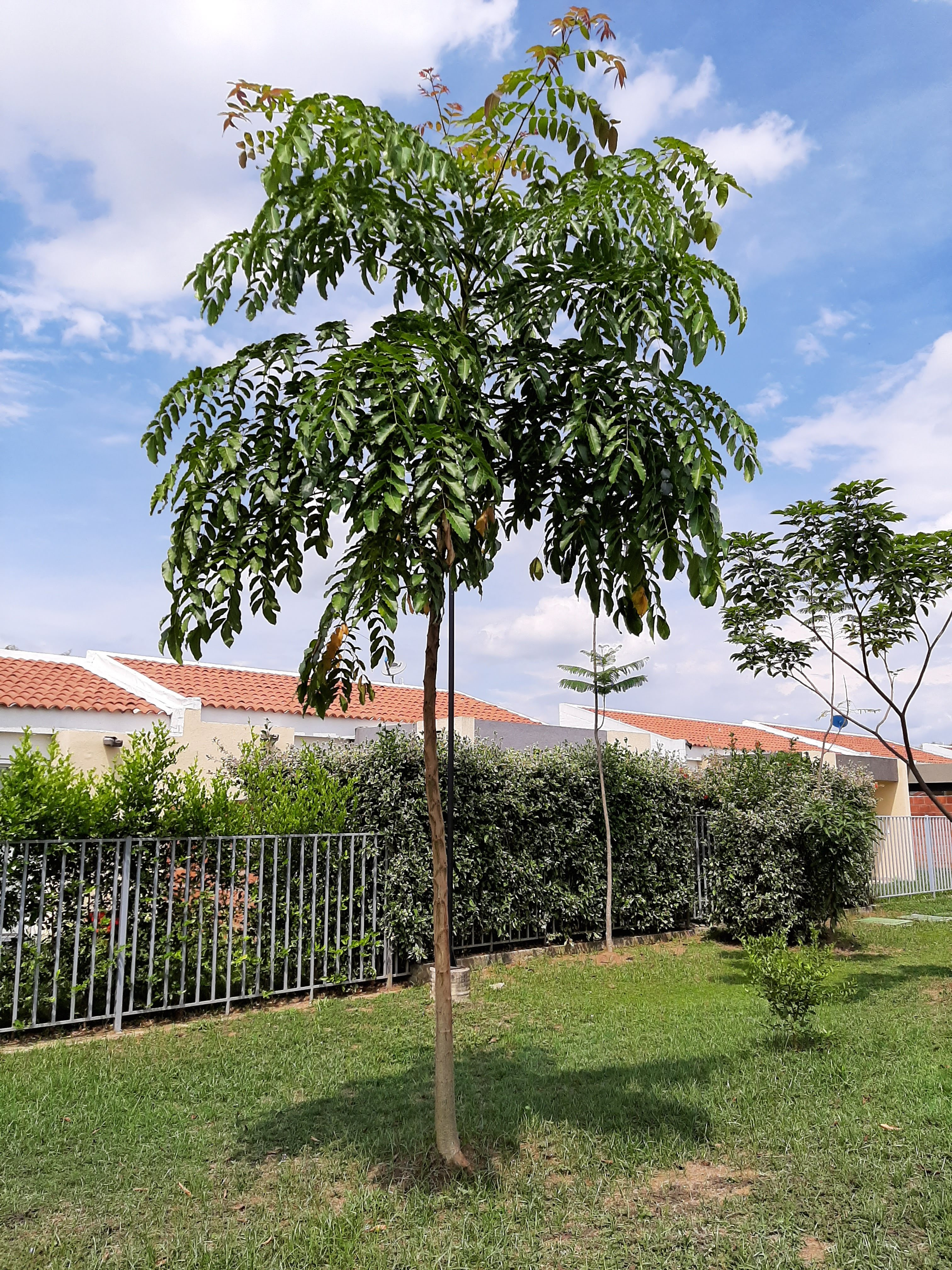 Plantula Cedro Rosado de la India