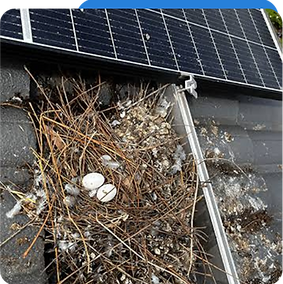 gutterand solar cleaning.png