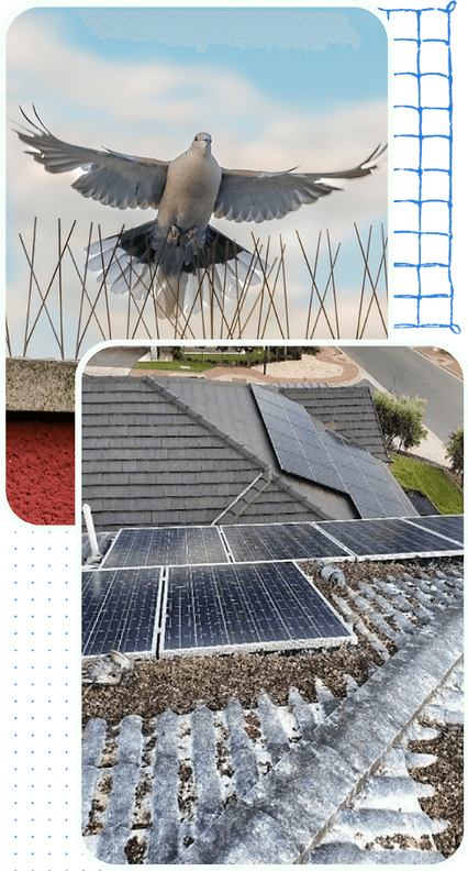 Pest Bird_edited_edited.png