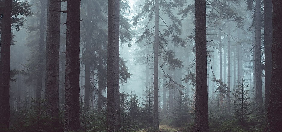 forest-1208296_960_720.jpg