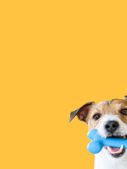 The Chew Dilemma: A Guide to Choosing Safe and Healthy Chews for Your Pooch!