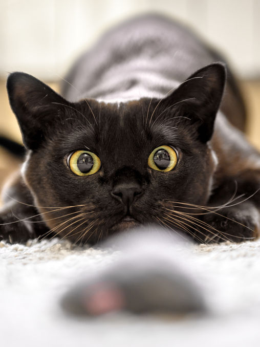 The Benefits of Indoor Hunting for Cats: Mental Enrichment and Beyond