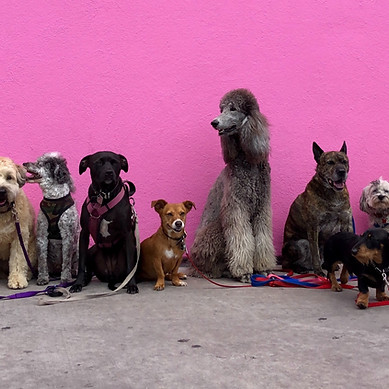 Group of Dogs