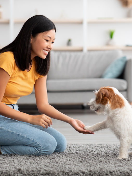 Target Training for Pets: What It Is and Why It's Useful
