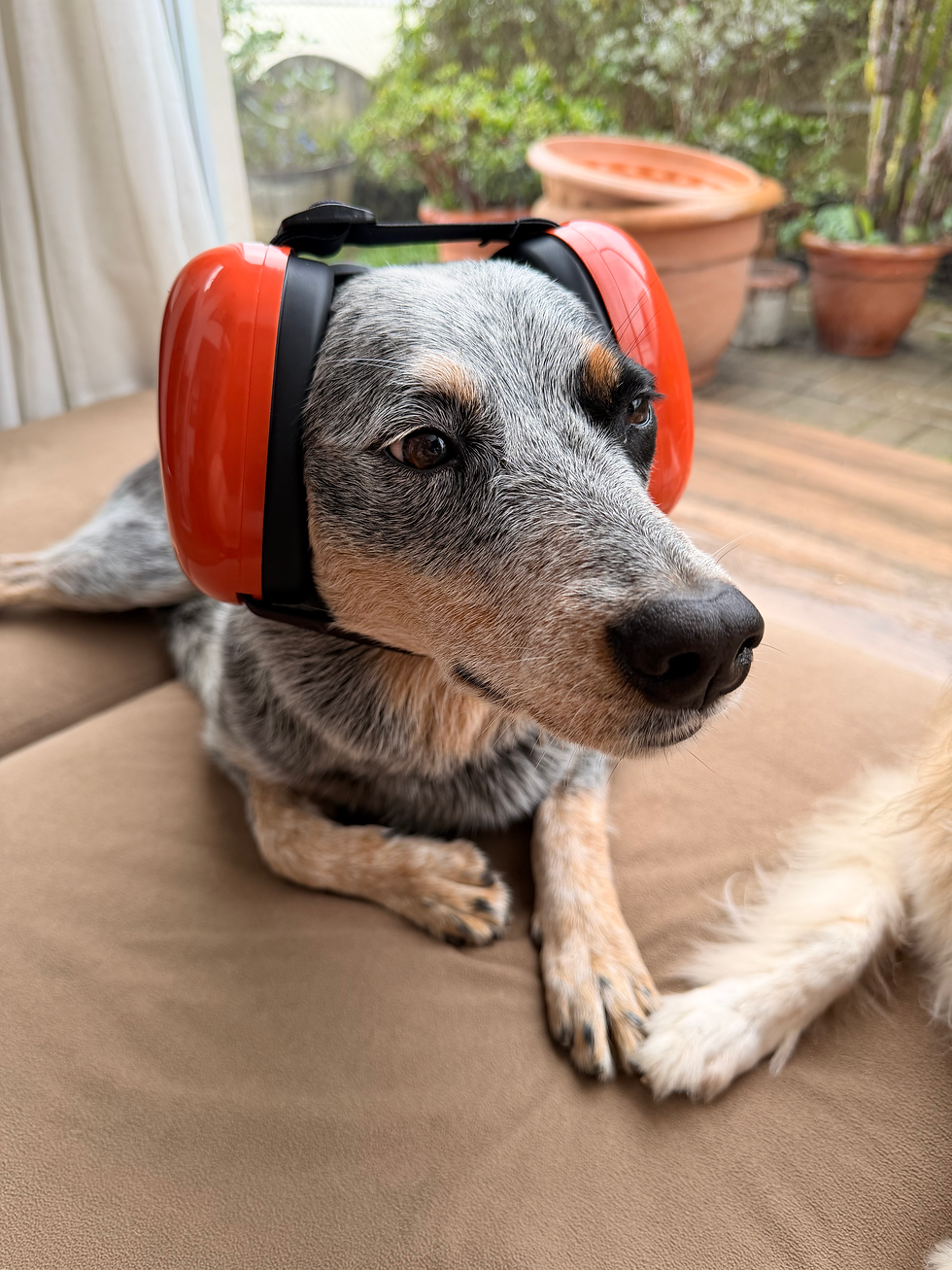 Miniatura: Audífonos Reductores de Sonido para Perros y Gatos