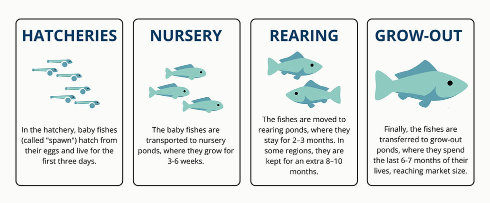 The "general" life stages of Indian major carps.