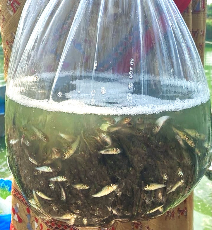 “Fingerling” fishes, during a rearing stage, partial harvest.