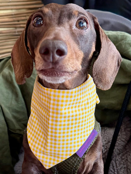 Designer dog accessories bandanas spring summer