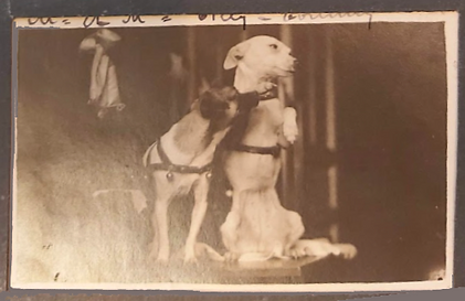dog 2 copie.png