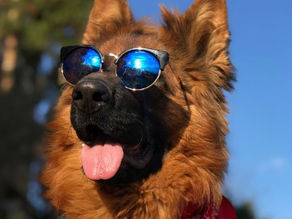 Walking Dogs in Warm Weather: A Tails of Pawfection Guide