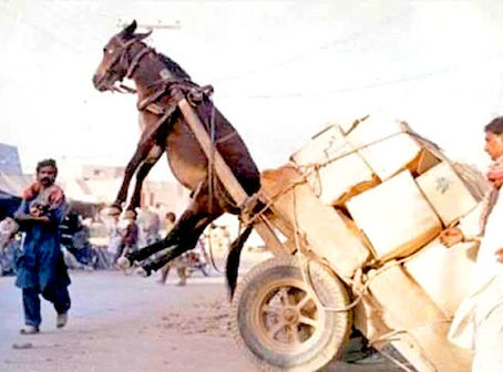 LIVE, ..."Murphey's Law"