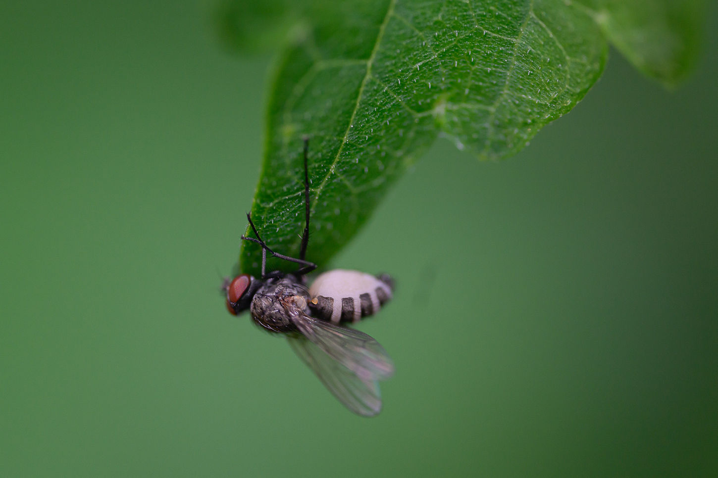 Macro photograph of a root maggot fly that is infected with a fungus.