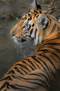 Photograph of a Bengal Tiger at a watering hole.