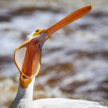 Pelican with a wide open mouth.