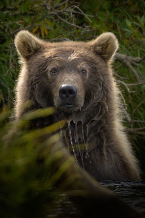 Photograph of a Grizzly bear with dripping water.