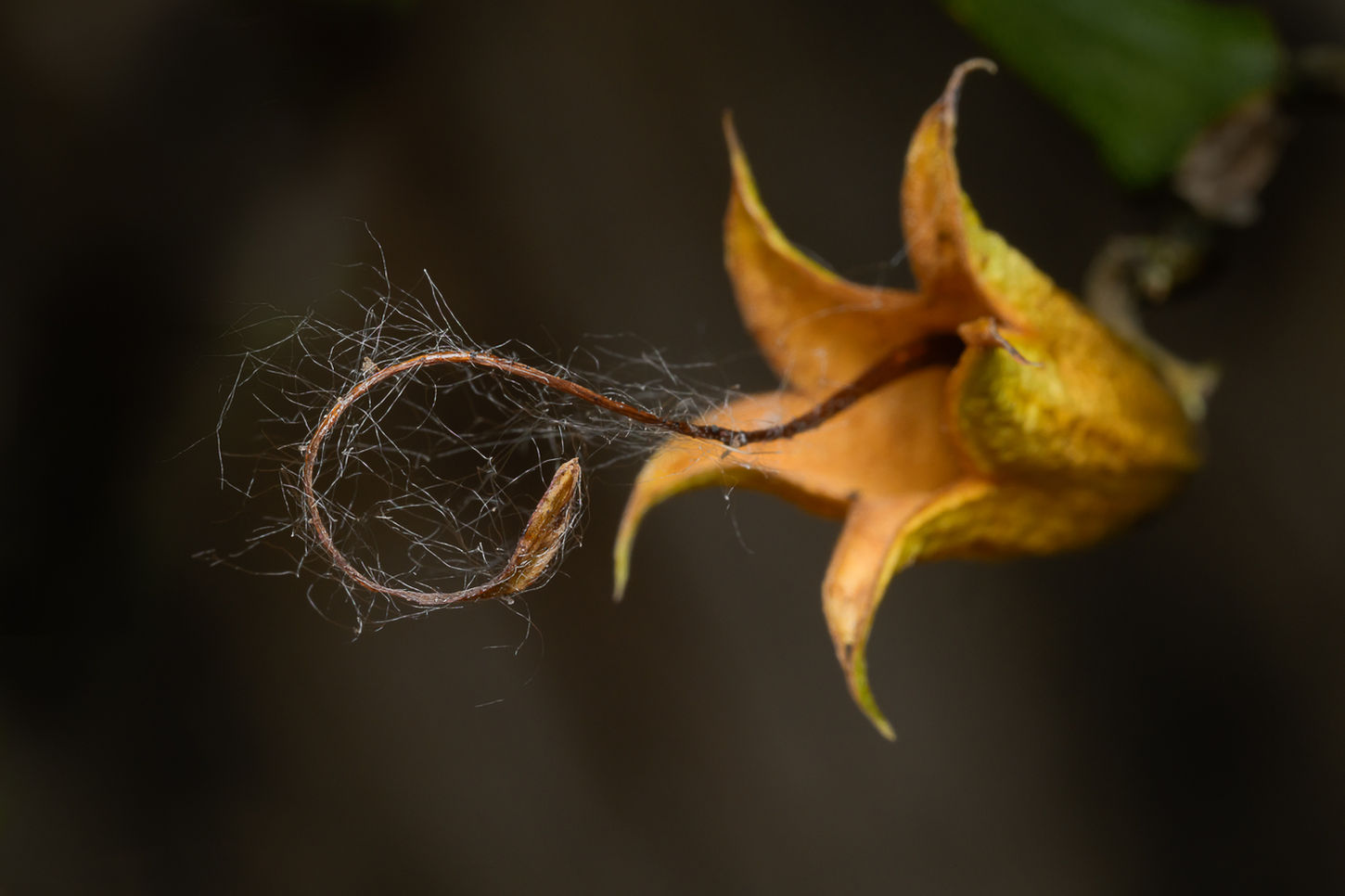 Macro photograph of a bellflower seed pod.