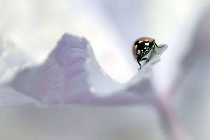 Ladybug on a Leaf with Infrared Light