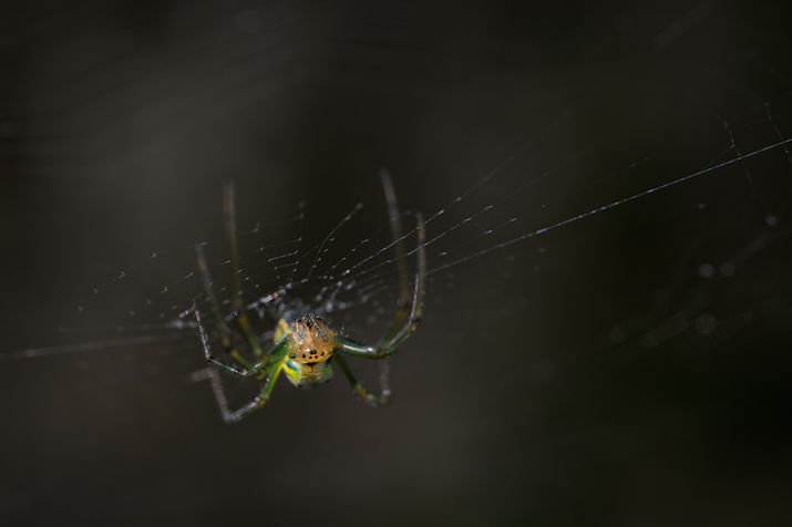 Macro photograph of an Orchard Orb Weaver in the evening sun.
