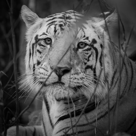 Photograph of a Bengal Tiger.