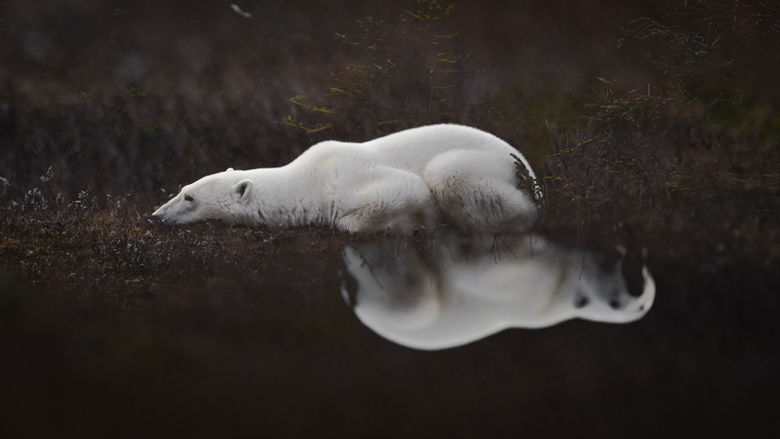 Polar Bear Dreaming