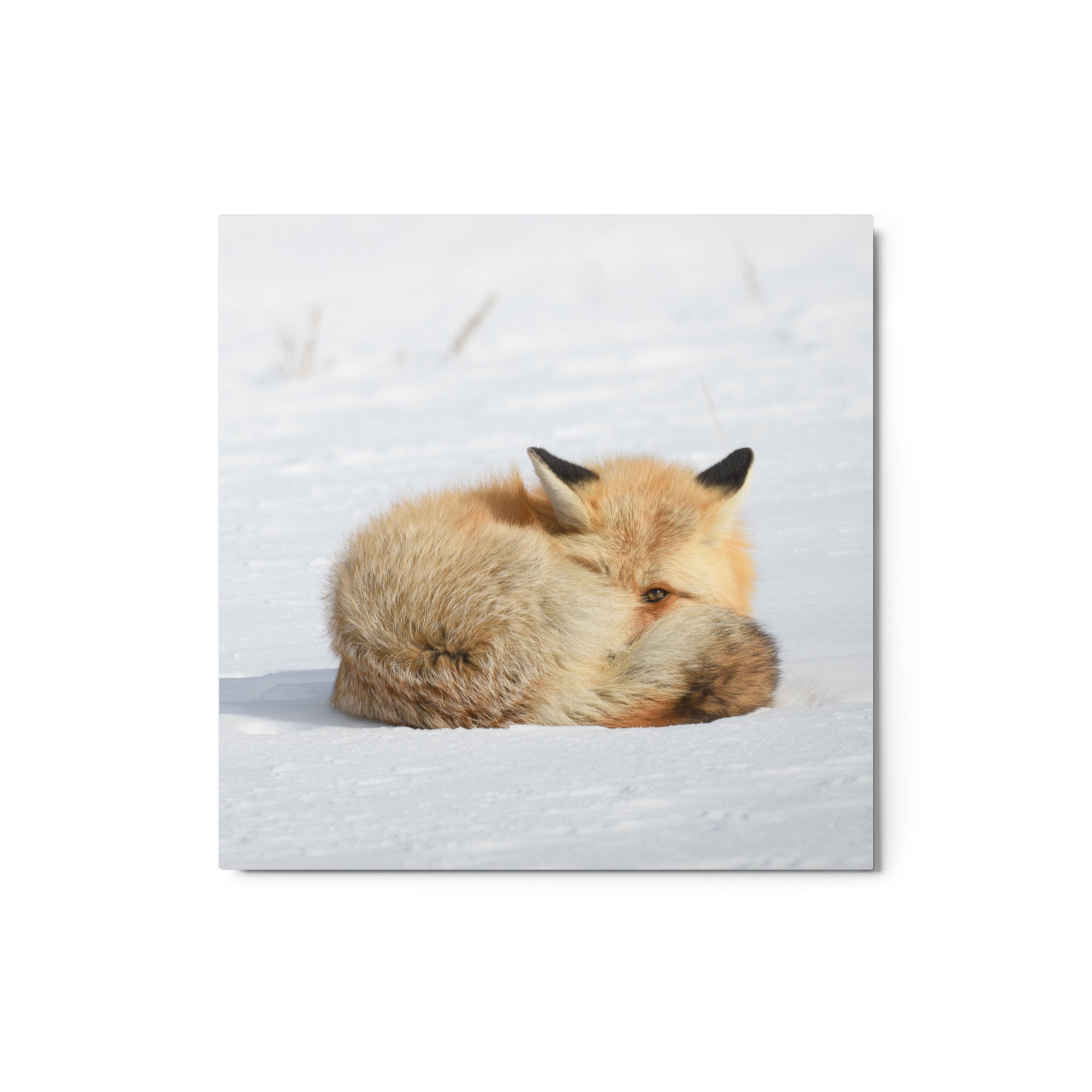 Wary Fox in the Snow - 12x12" - Metal Print