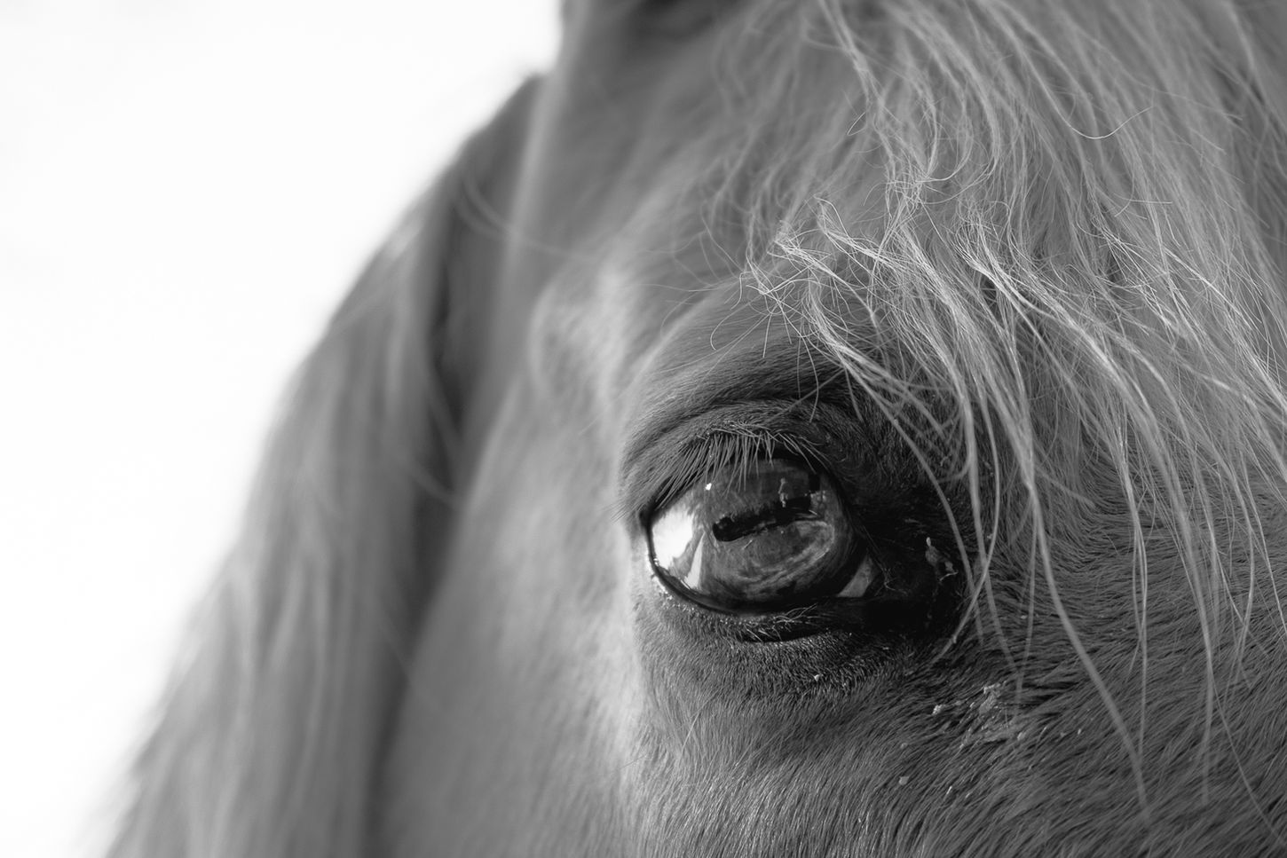 Horse close-up photograph with infrared light.