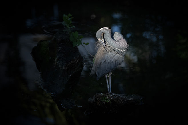 Tri-colored Heron in Morning Light.