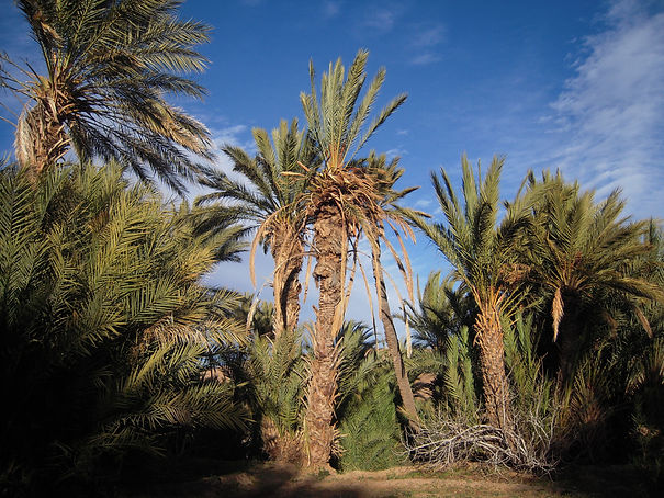 Palmiers Ourzazate