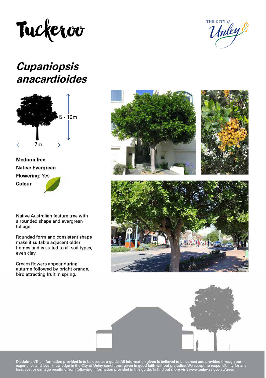 City of Unley Tree Strategy tree info cards1.jpg