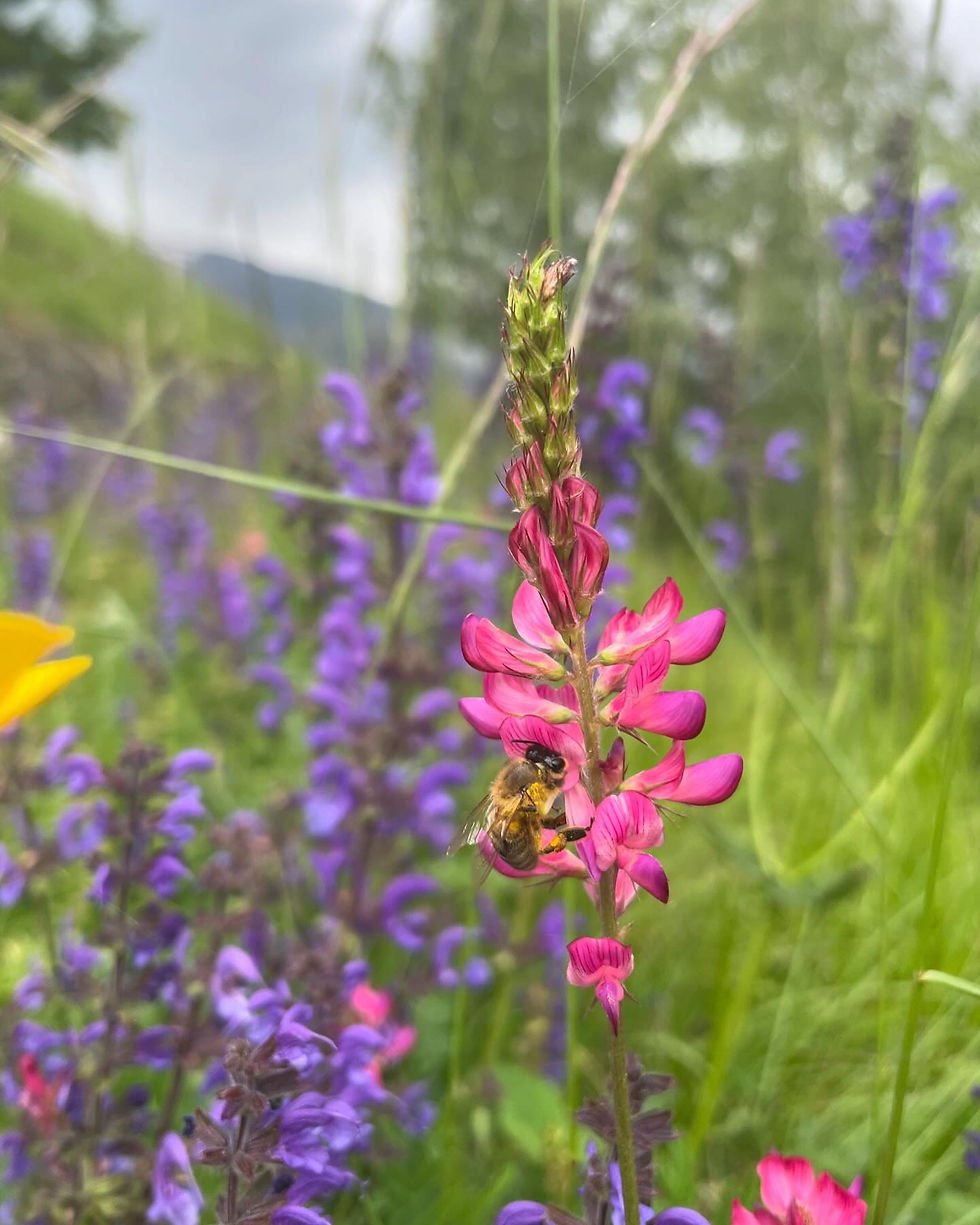 Esparsette mit Biene