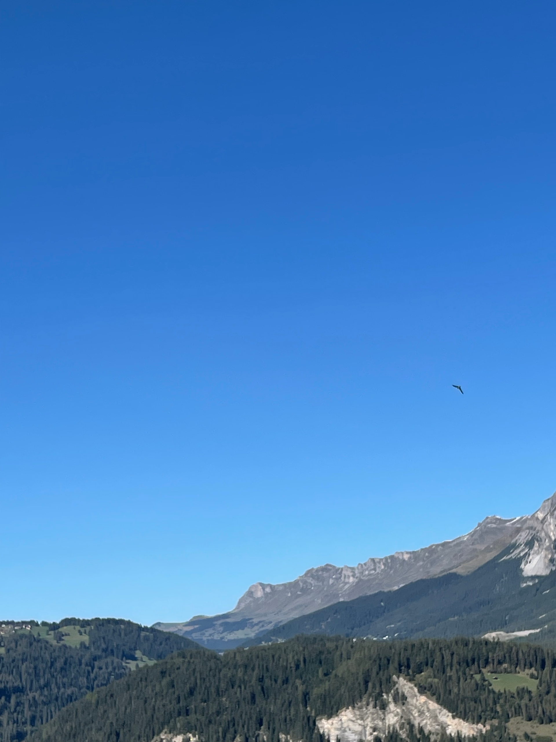A swallow flies in the direction of Lenzerheide