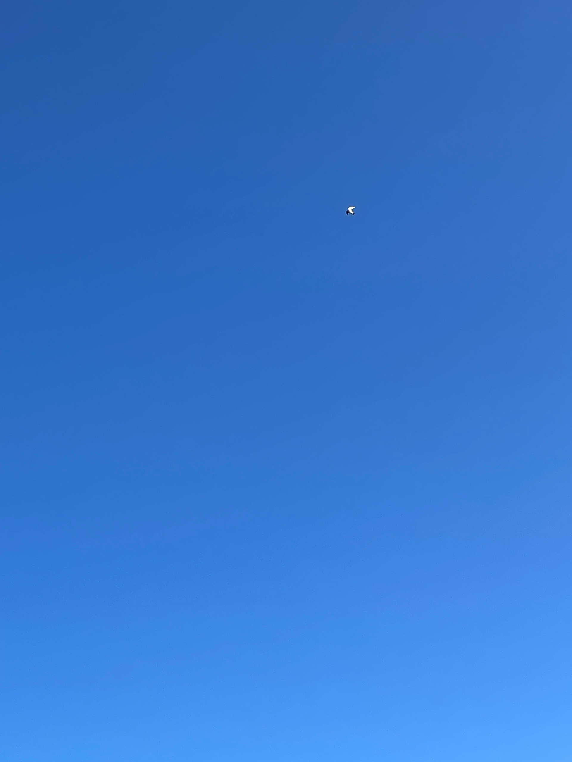 Swallow in the September sky