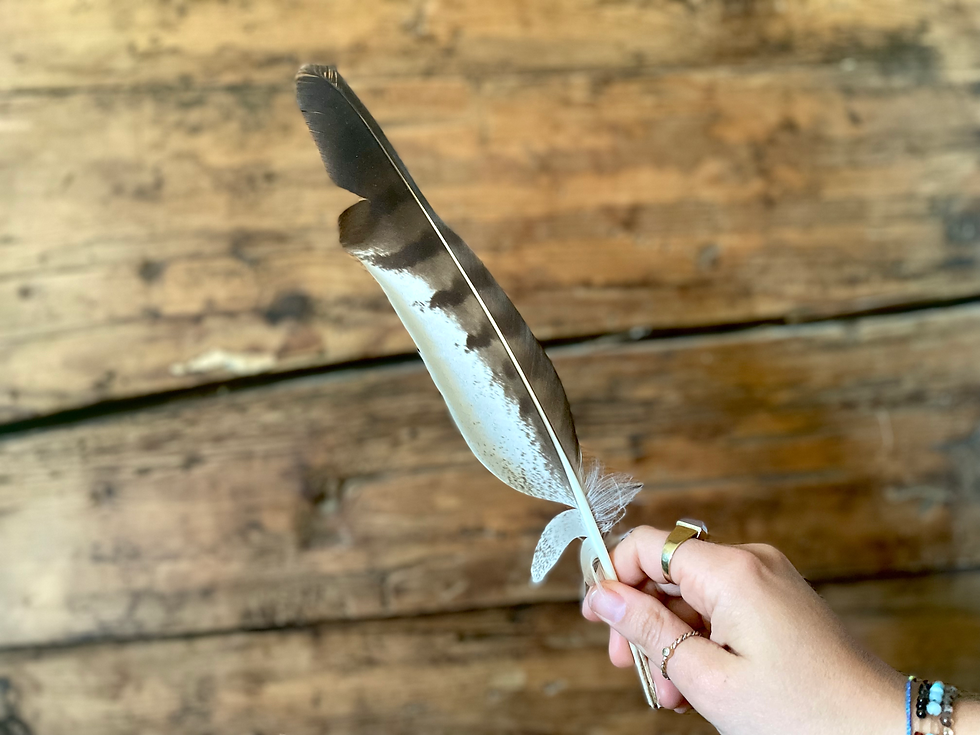 Mäusebussard Feder