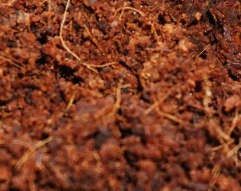 Coir Pith 5Kg Blocks