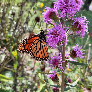 A monarch butterfly perches on a purple flower.