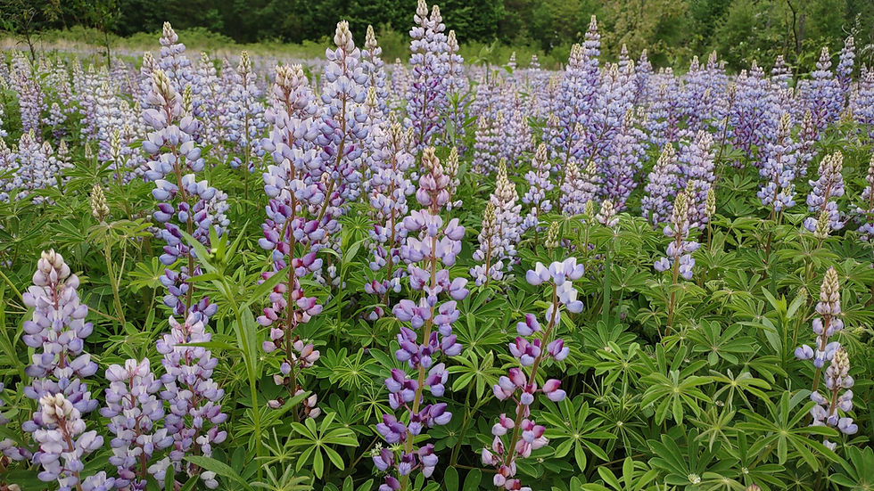Lavender flowers.