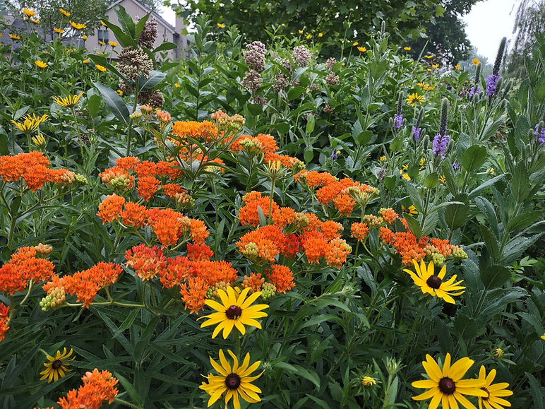Orange flowers