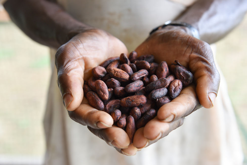 Child Labour on Cocoa Farms Who Should be Held Responsible?