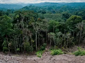The Amazon Bargain: Climate Leadership at What Cost? 