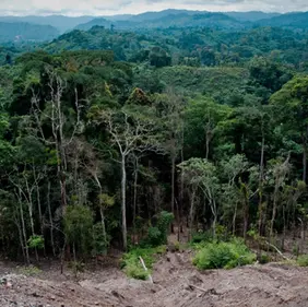 The Amazon Bargain: Climate Leadership at What Cost? 