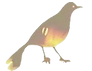 bird beige back one.png