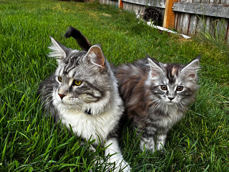 What Does A Maine Coon Cat Look Like?