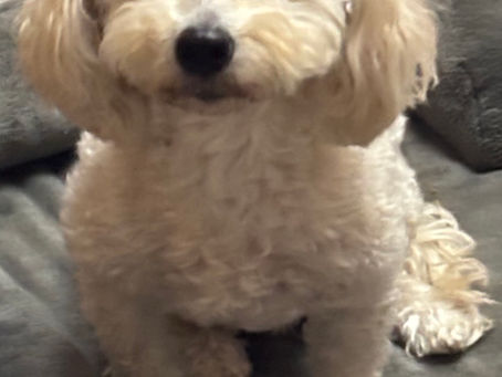 Bella ❤️