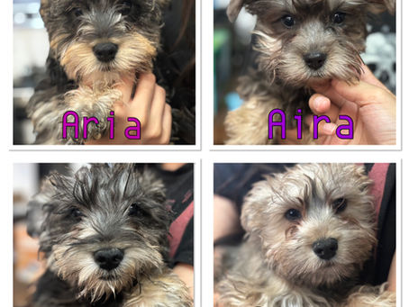 Aero 🩵Artie 🩵Aria 💞Aira💞