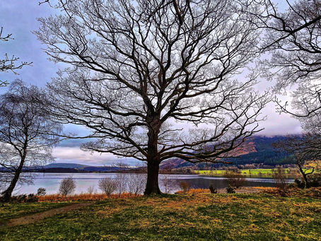 Tree Condition surveys Cheshire