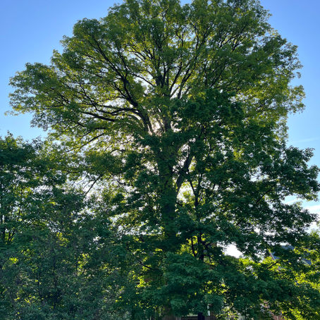 The Loss of an Oak Tree and Its Gifts