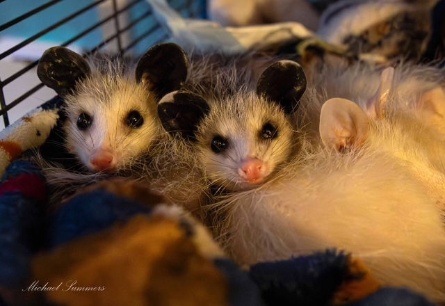 WILD Presence: Virginia Opossum